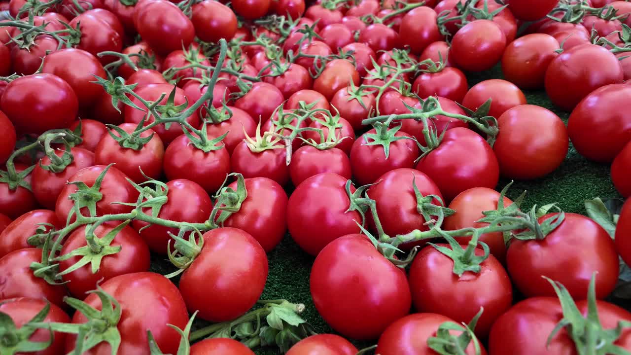 신선한 빨간 토마토