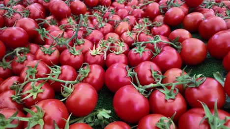 fresh red tomatoes