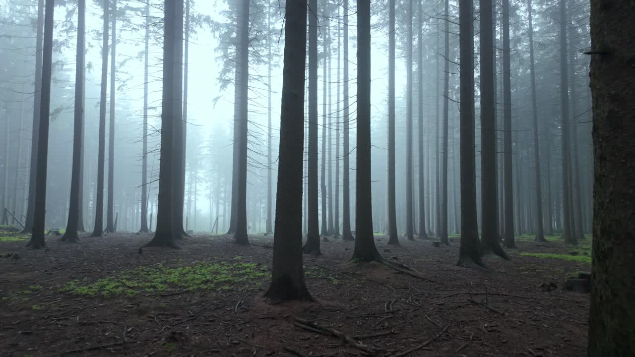 Dreamy landscape of thin and tall trees in the fog
