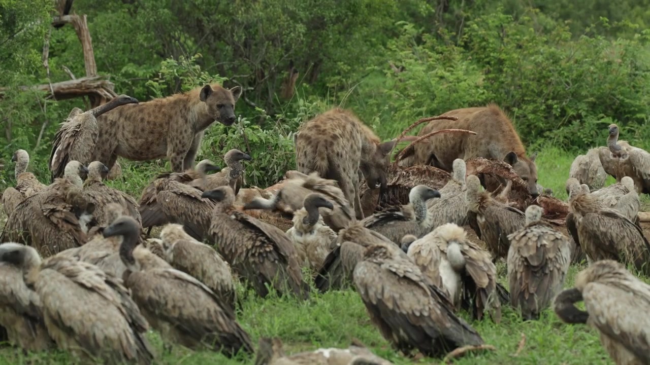 Four spotted hyenas feeding on a giraffe carcass while surrounded by white-backed vultures, Kruger National Park