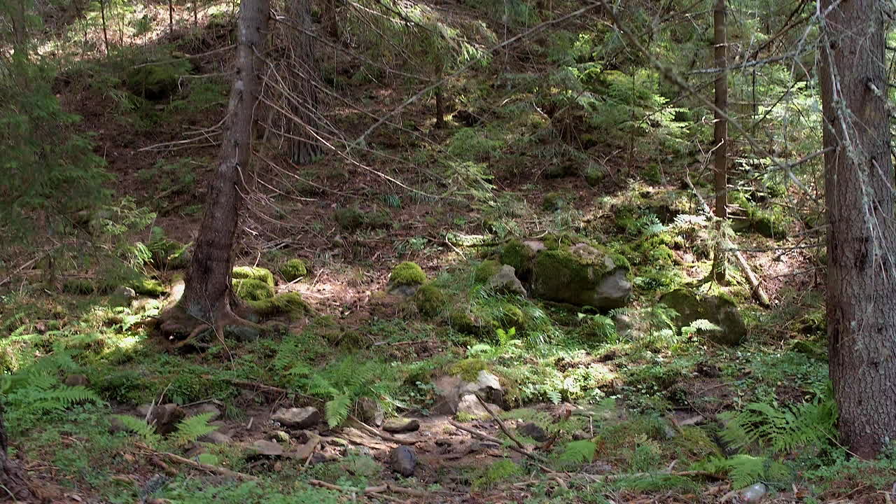 лес с поваленными деревьями