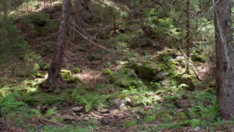 forest with fallen trees