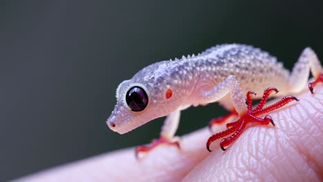 baby gecko on finger