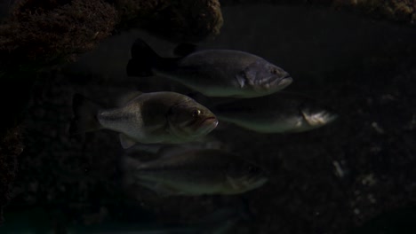 flock of lazy fish hide under rocks in dark water