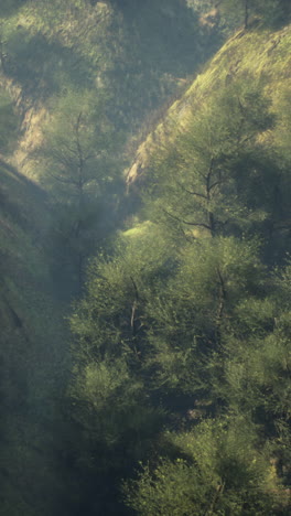 aerial view of a foggy forest with lush green trees