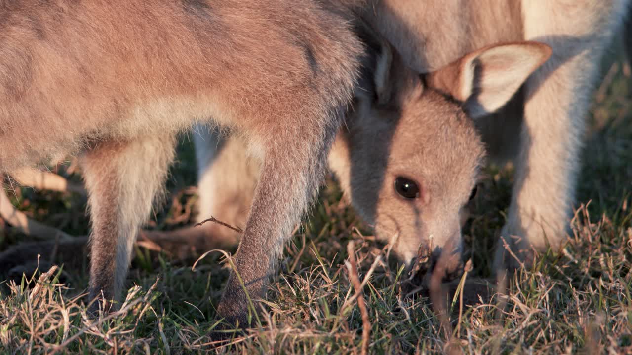 A kangaroo joey eats grass in warm sunset light, close-up view, natural habitat, steady camera, soft golden hour tones, Gold Coast, Australia