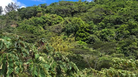Mountain River and Forest in Countryside of Panama