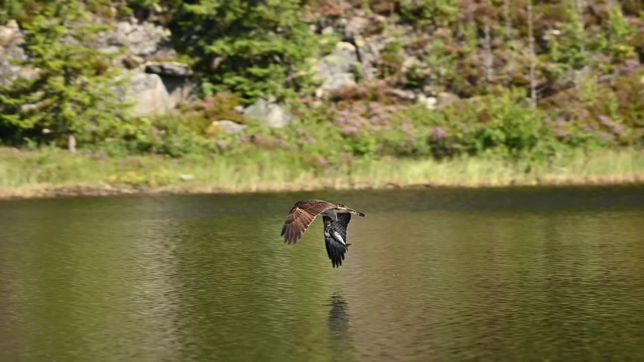 Low flying osprey skims lake surface, clutching fish with one talon after dramatic catch.