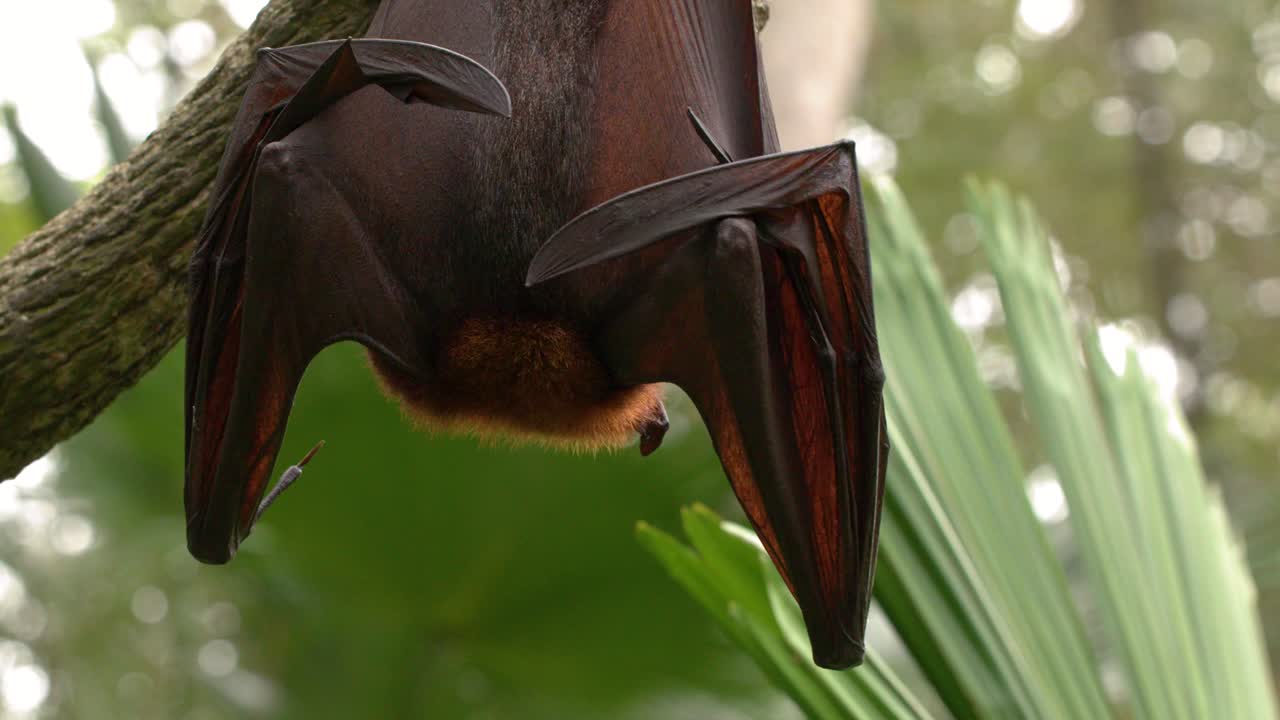 Un pipistrello gigante è appeso a un ramo, mentre si pulisce le ali in un lussureggiante ambiente di giungla tropicale