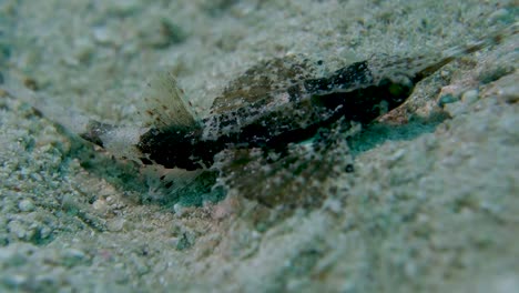 Camouflaged-Slender-Seamoth-Creeps-Along-Ocean-Floor-Hunting-Invertebrates