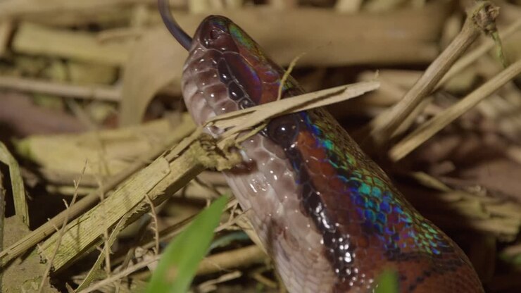 A close up shot of the head of beautiful rainbow boa snake as it flicks its tongue in search among the ground of dead grass