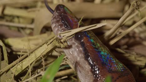 Un-Primer-Plano-De-La-Cabeza-De-La-Hermosa-Serpiente-Boa-Arco-Iris-Mientras-Mueve-Su-Lengua-En-Busca-Entre-El-Suelo-De-Hierba-Muerta