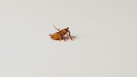 meadow tick lays upside down and struggles to flip