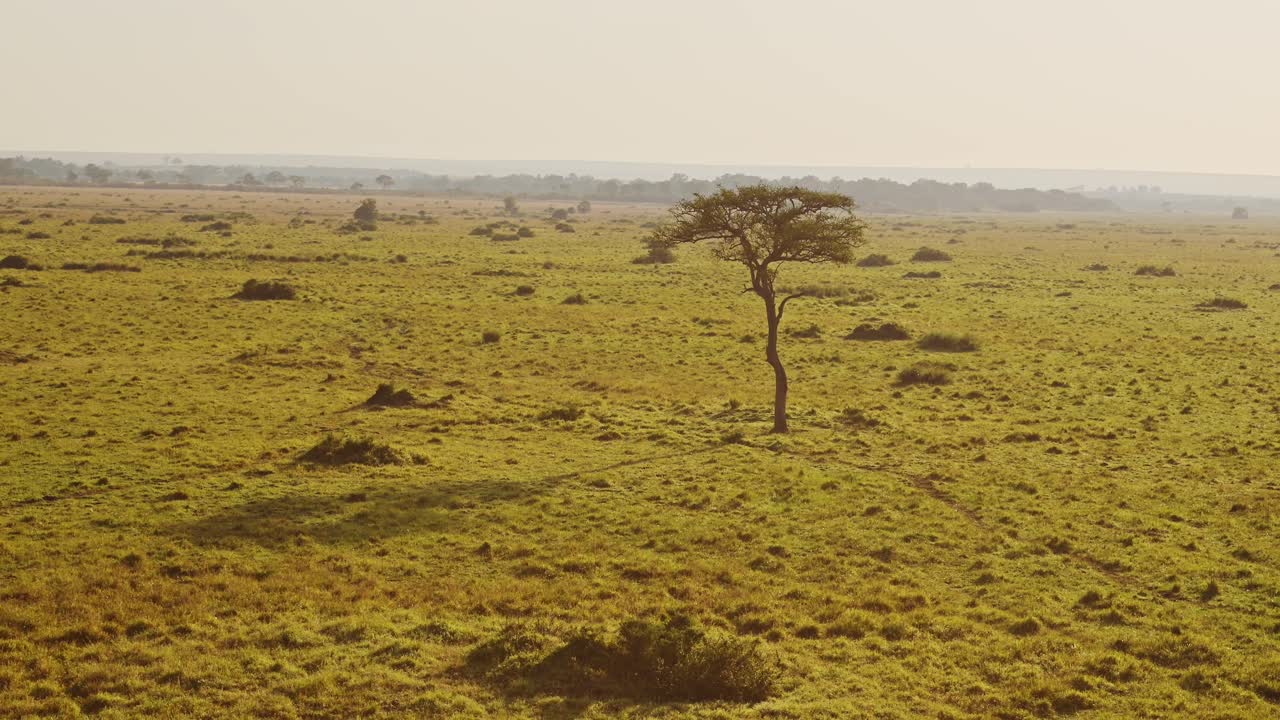 Africa Aerial Shot of Beautiful Masai Mara Savanna Landscape in Kenya, Hot Air Balloon Ride Flight View From Above Flying Over Vast Wide Open Plains and Amazing Scenery and Acacia Trees