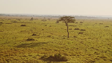 africa aerial shot of beautiful masai mara savanna landscape in kenya, hot air balloon ride flight view from above flying over vast wide open plains and amazing scenery and acacia trees