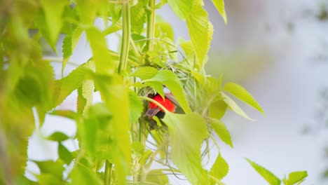 male southern red bishop bird weaving nest from green stems in leaves