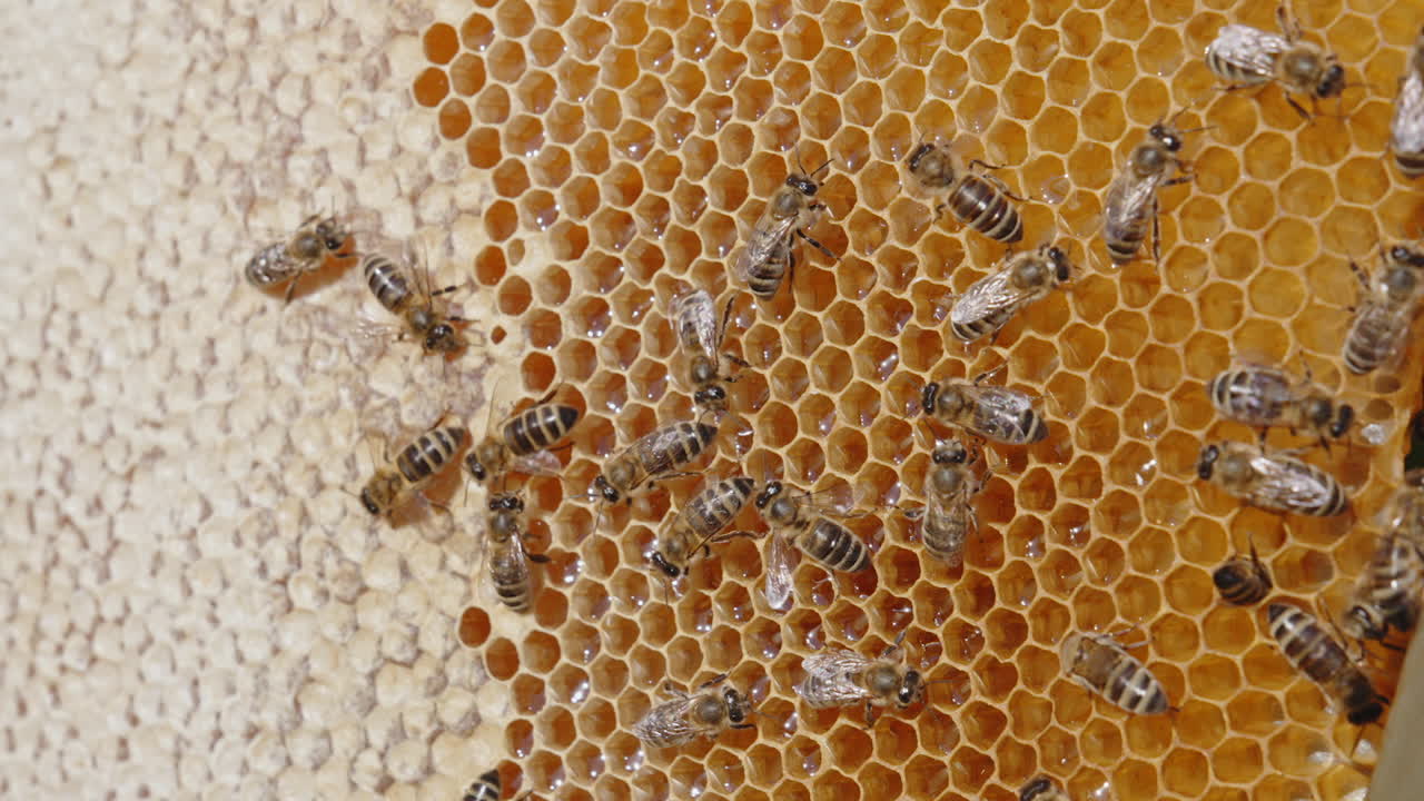 Some working bees crawling over the wax frame. Half of the cells already sealed, another half filled with fresh sparkling honey in the cells. Close up.