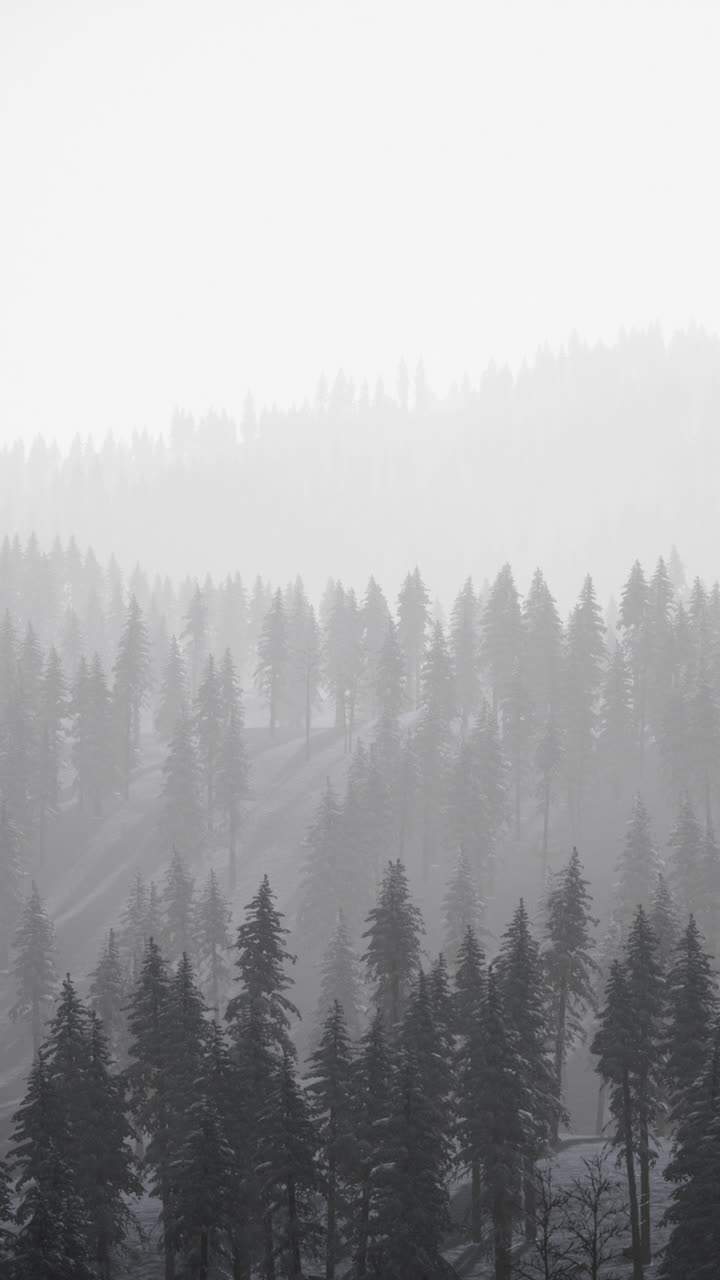 안개 가 가득 한 겨울 숲: 단색 풍경