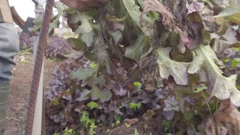 a strong man harvesting lettuce from the ground on rich soil