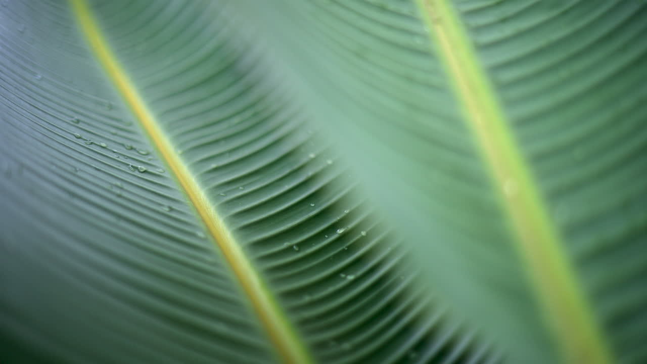 Close up of a green tropical leaf with visible veins and water droplets