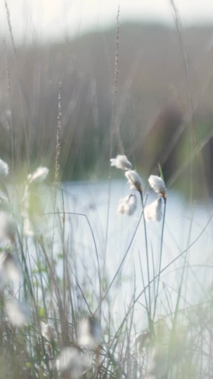 Delicate Marsh Plants by a Calm Water
