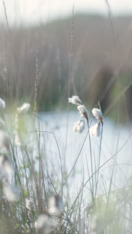 delicate marsh plants by a calm water