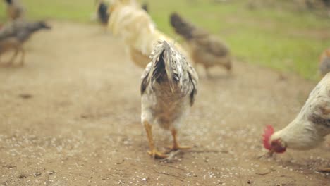 zoom in shot of rooster pecking on farmyard