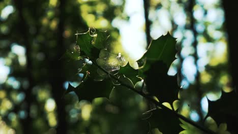 cerca de hojas perennes cubiertas de telarañas