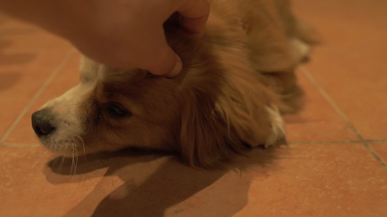 애무 귀여운 사랑스러운 강아지 hd 클립