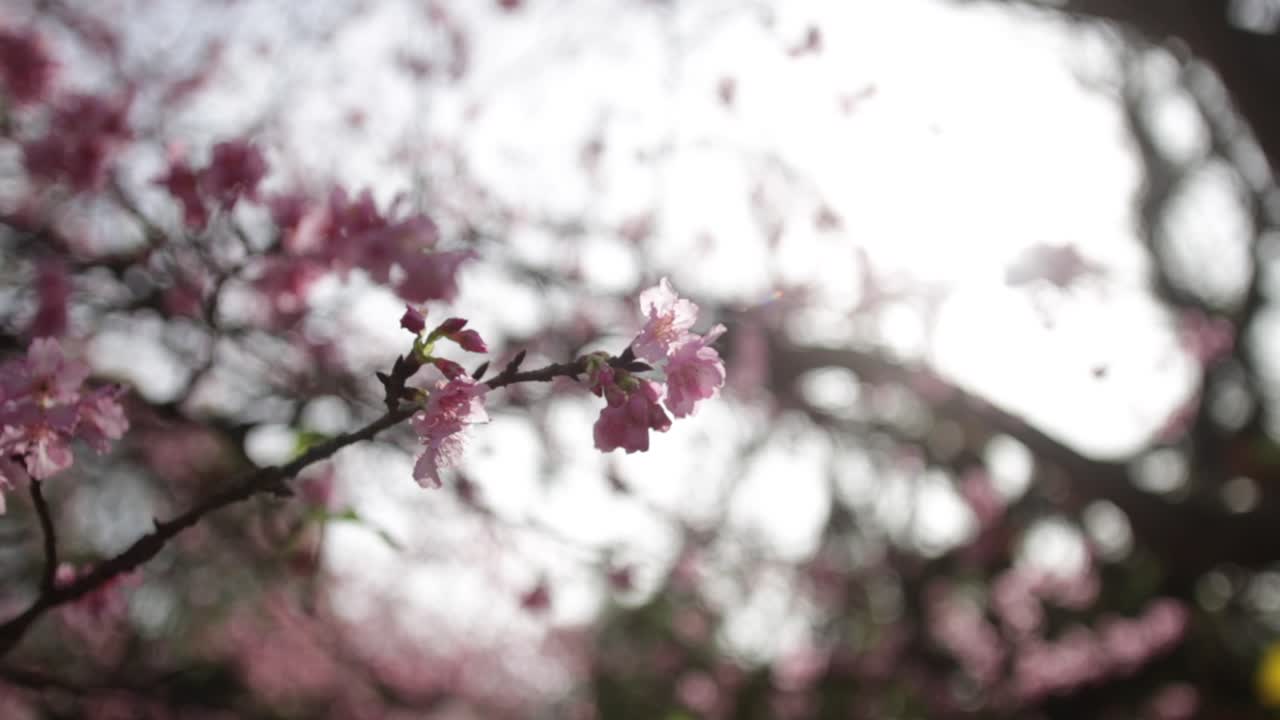 Extreme close up of pink cherry blossoms with sun flare