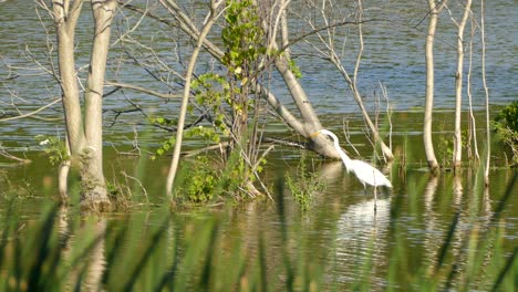 white egret wading through water surrounded by green foliage