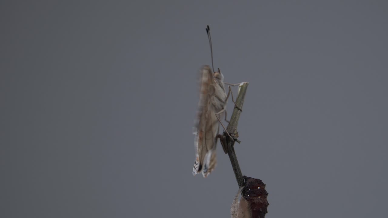 Close up butterfly on a branch after emerging from the chrysalis or pupa