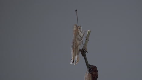 close up butterfly on a branch after emerging from the chrysalis or pupa