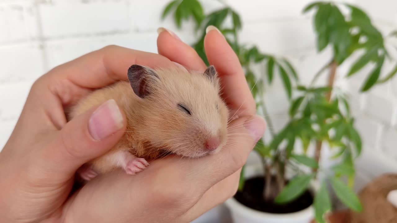 시리아 햄스터를 만지는 여성의 손, 4k 비디오