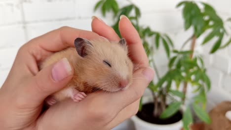 woman hand caress a syrian hamster, 4k video