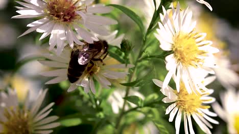 abeja en flores recogiendo polen macro closeup-14