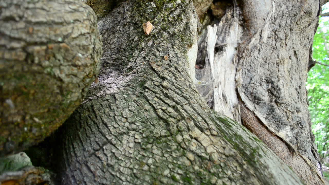 Shooting in the summer in the mountain district. Slow motion. Trunk and roots of an old tree
