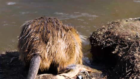 Closeup-of-a-big-Nutria-entering-the-Vltava-river,-Prague