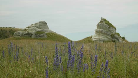 Lila-Blüten:-Leuchtende-Blumen-Vor-Atemberaubenden-Felsformationen-In-Diesem-Faszinierenden-Stockvideo