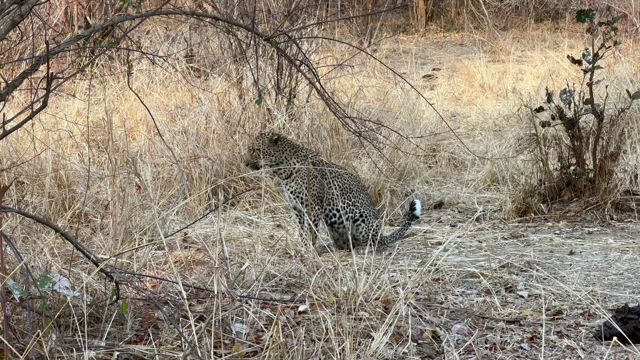 leopardo (panthera pardus) caminando en el parque nacional de luangwa del sur. zambia.