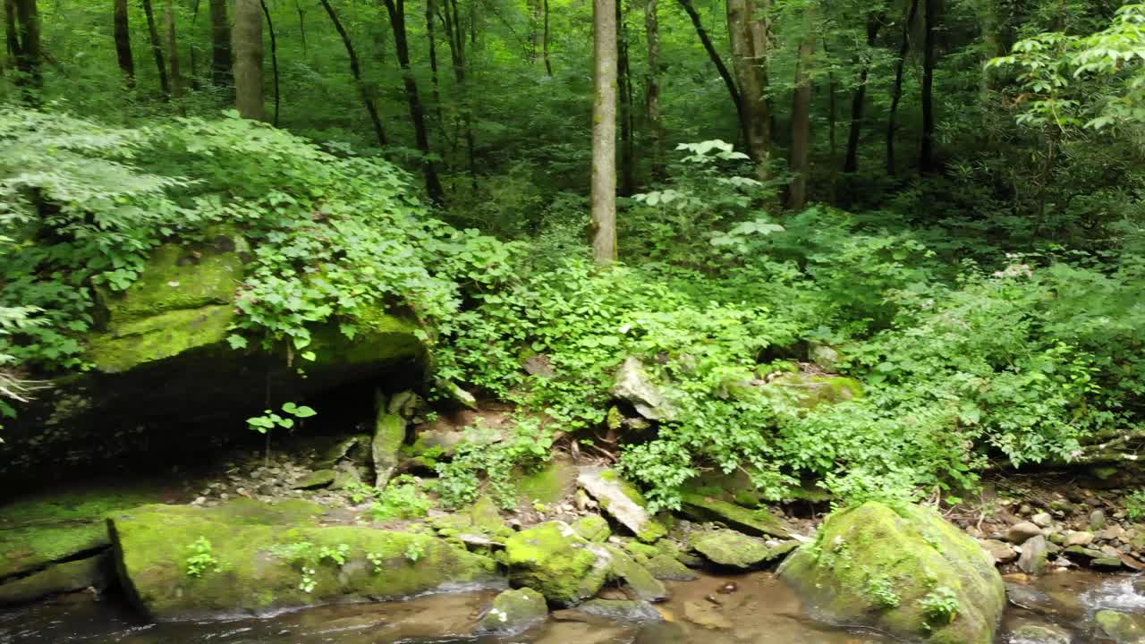 dense forest river running drone tracking