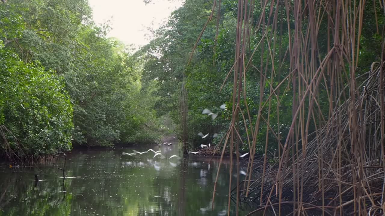 Views of birds riding on a river boat at Caroni Bird Sanctuary on the island of Trinidad.