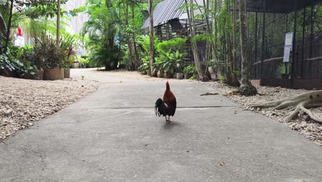 rooster on a path in a tropical garden