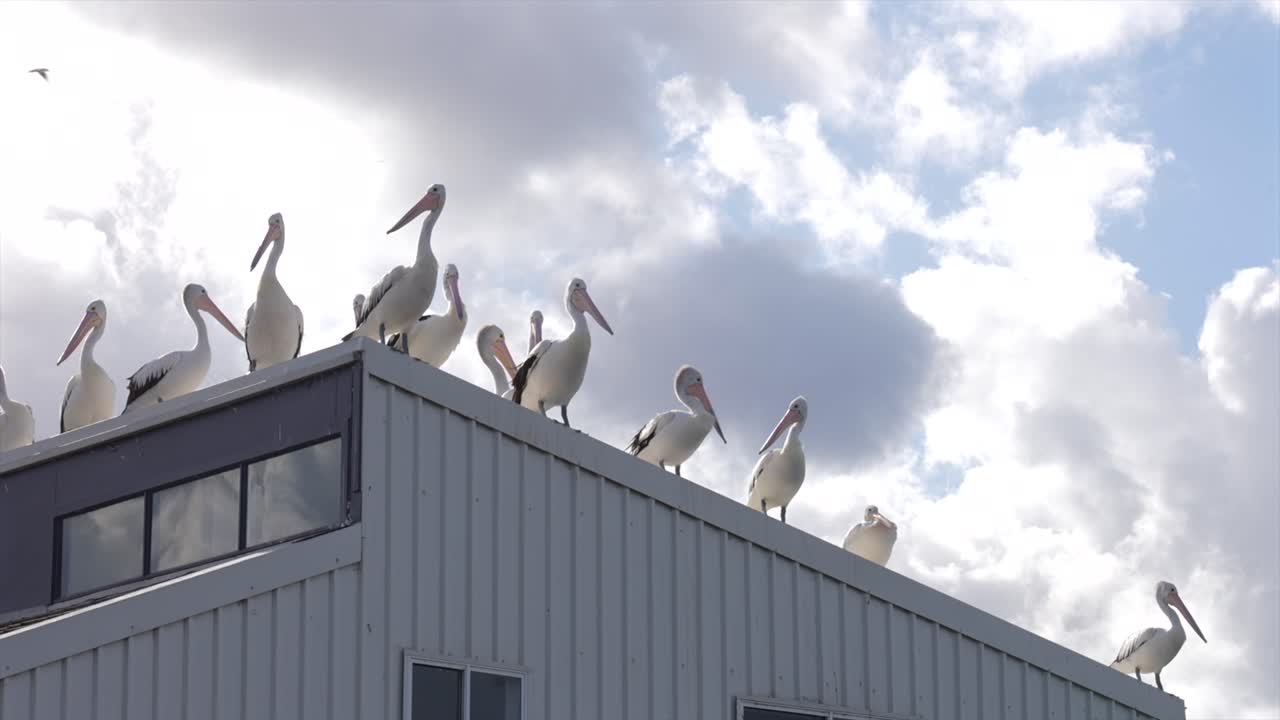 Scatto epico di un pellicano in controluce contro un cielo soleggiato, Australia.