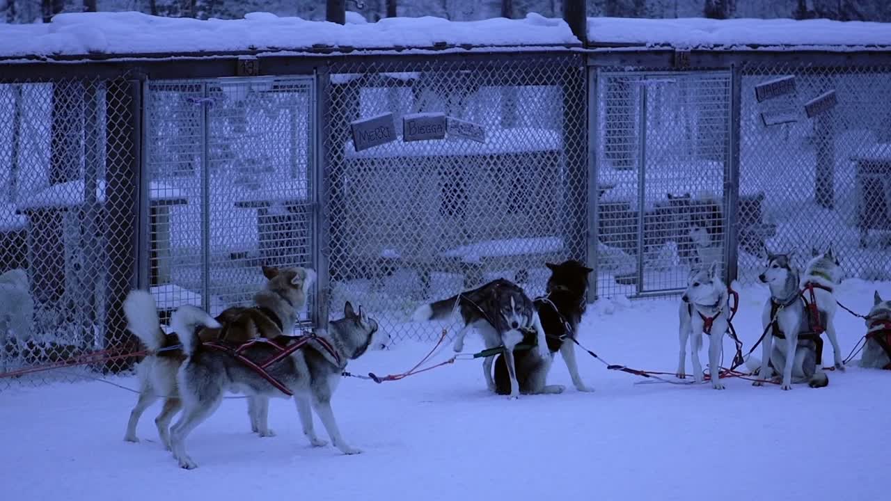Slow motion of sled dogs eager to start pulling a sleigh, in Lapland, Finland, at dusk
