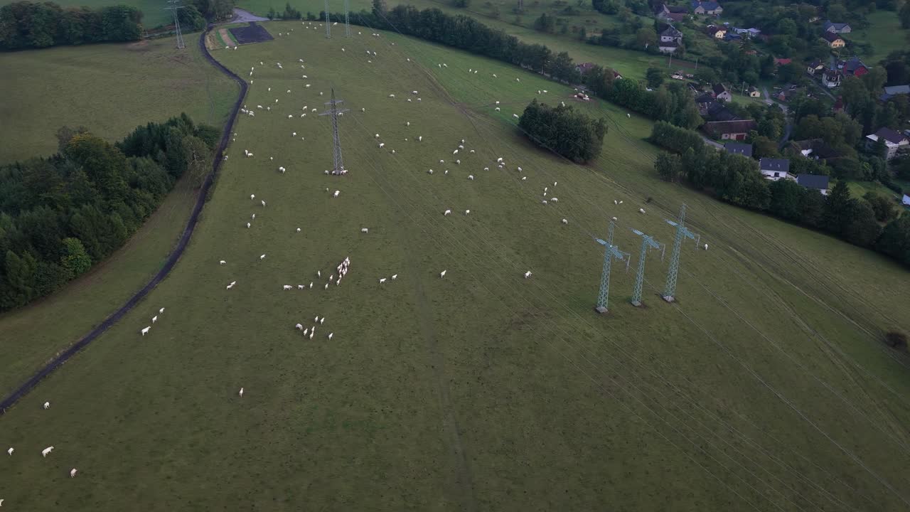 Drone view of white cows grazing on a meadow slope near a village, forming a herd in the summer countryside
