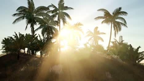 Sunset-Beams-through-Palm-Trees