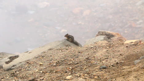 townsend’s chipmunk in look out for predators and running out of frame