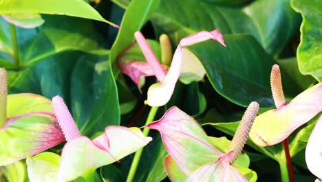 vibrant anthurium flowers amidst green leaves