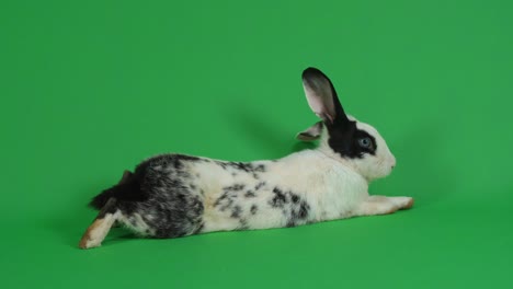 black and white spotted rabbit on green background